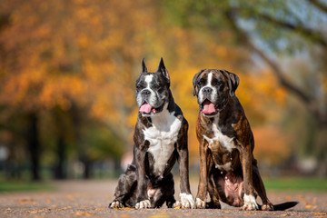 two german boxer dogs sitting in the park together