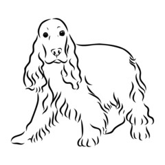 vector illustration of a dog, spaniel sketch 