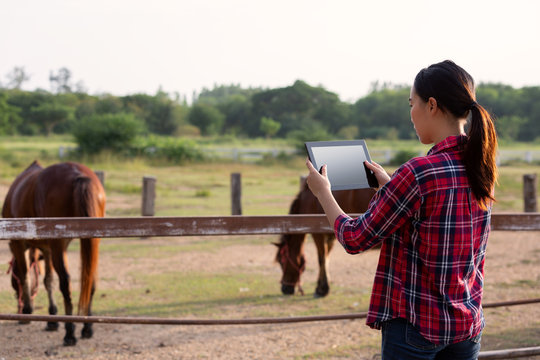 Farmer horse farm checking quality by tablet agriculture modern technology Concept.