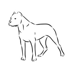 vector illustration of a dog, pit bull terrier sketch 