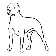 vector image of a dog, pit bull terrier sketch 