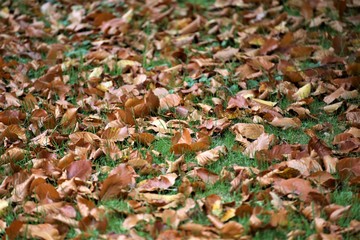 Herbst