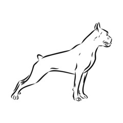 silhouette of a dog, boxer sketch 