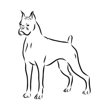 vector image of a dog, boxer sketch 