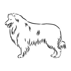 head of scotch shepherd, collie sketch 