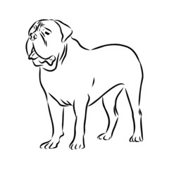 vector illustration of a dog, mastiff sketch 