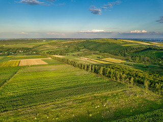 Fototapeta premium Aerial view of the green and yellow rice field, grew in different pattern at sunset.