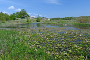Altarm der Biebrza im Nationalpark Biebrza - Wetland in Biebrza National Park