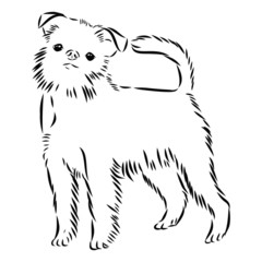 sketch of a dog 
