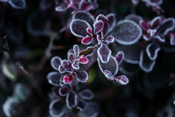 succulent plant with leaves covered with hoarfrost on blurred background