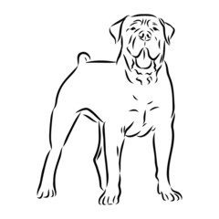 vector image of a dog