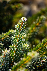 Fototapeta premium green young spruce branches covered with hoarfrost on blurred background, close view 