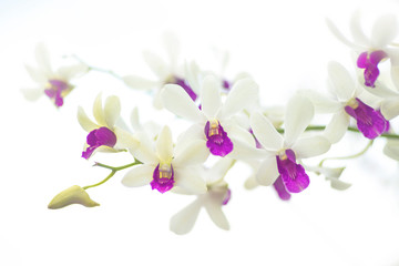 White orchid on white background