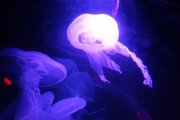 Naklejka premium Puple Jellyfish