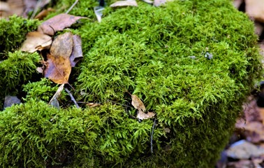 green moss close-up, natural background and texture