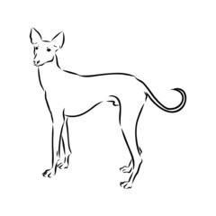 vector illustration of dog, chippiparai sketch