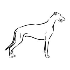 vector illustration of a dog, greyhound sketch 