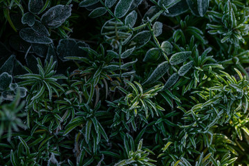 Naklejka na ściany i meble Hairy green leaves of garden plants, close view 