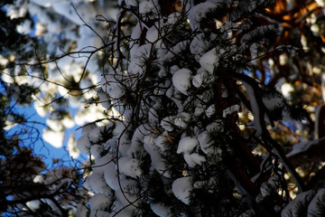 Winter landscape, snow on the tree branches