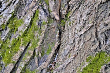 birch bark texture close up