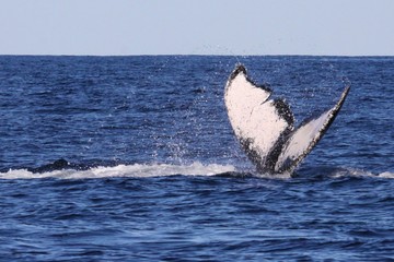 Whale tail in a calm body of water