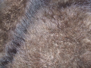 goat skin coarse wool