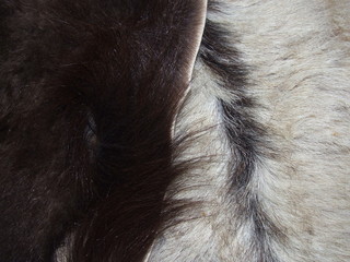 goat skin coarse wool