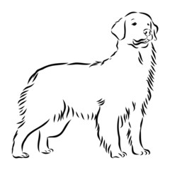 vector illustration of a dog, golden retriever sketch 