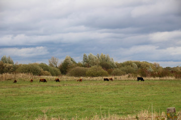 Fototapeta na wymiar Heck cattle on a meadow with rain clouds in the background