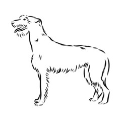 vector illustration of a dog Irish wolfhound 