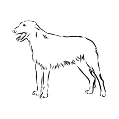 vector illustration of a dog, Irish wolfhound, contour vector illustration 