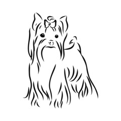 vector image of a dog, Yorkshire terrier, contour vector illustration 