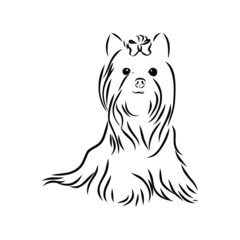 vector illustration of a dog, Yorkshire terrier, contour vector illustration 