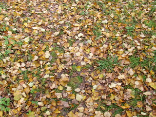 autumn yellow leaves on the ground