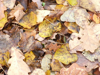 autumn yellow leaves on the ground