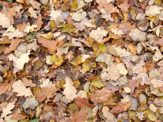 autumn yellow leaves on the ground