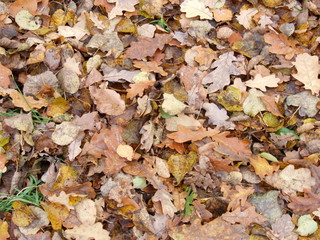 autumn yellow leaves on the ground