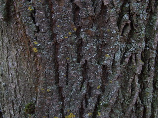 the trunk of a young oak closeup and a little moss