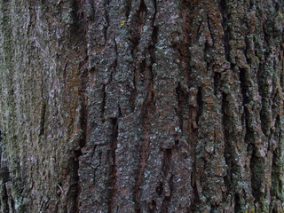 the trunk of a young oak closeup and a little moss