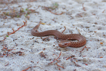 Poisonous snake. The viper crawls on the sand. Poison Viper. Snake Cub. Young viper. Little viper.