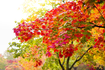 Maple tree have a leaf change color on the tree , colorful maple trees , Red autumn leaves season in autumn park , Japan autumn season.