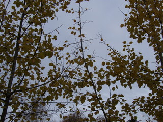 autumn aspen: leaves, branches