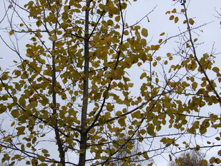 autumn aspen: leaves, branches