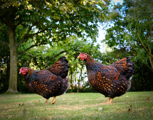 Small group of show wining Wyndotte hens seen in a garden setting.
