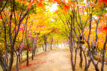 Autumn tree ,maple tree with colorful autumn leaves, red orange yellow green maple leaves along pathway near the pond in Japanese garden,Japan