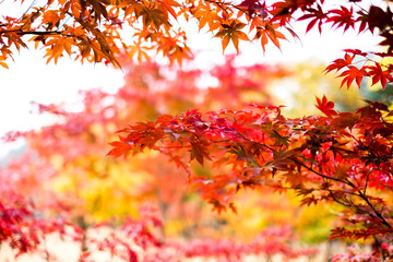 Naklejka na ściany i meble Red Autumn maple tree leaves in soft blur focus background,isolated sky with colorful maple trees, in fall season in park or garden, Japan 
