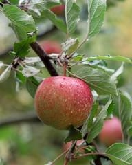Ripe apple on a branch in the garden
