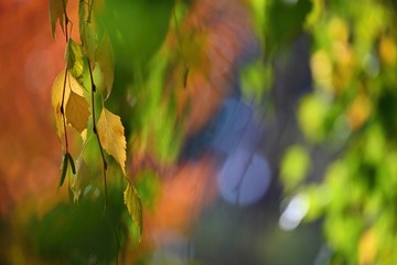 Beautiful colorful autumn leaves on tree. Colorful nature background and concept for autumn season.