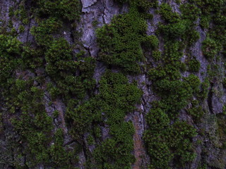 green moss on the tree 