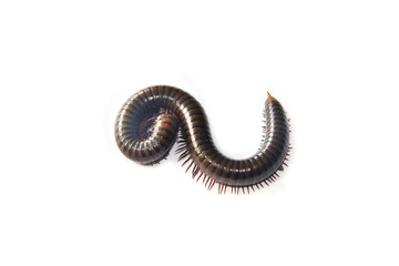 Millipede on a white background